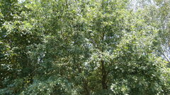 Quercus pyrenaica