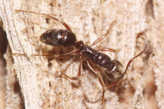 Austroponera castanea