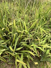 Paspalum dilatatum