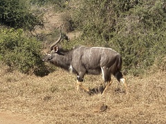 Tragelaphus angasii