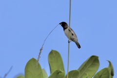 Spermestes cucullata