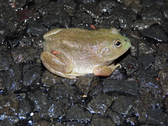 Ranoidea platycephala