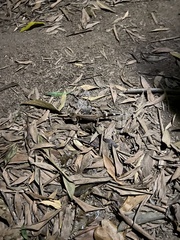 Carphodactylus laevis