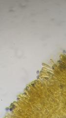 Melanoleuca polioleuca