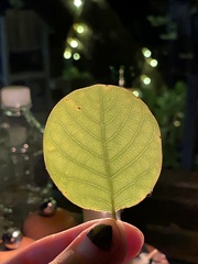 Pseudolachnostylis maprouneifolia