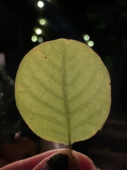 Pseudolachnostylis maprouneifolia