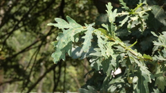 Quercus pyrenaica