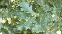 Quercus pyrenaica