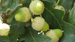 Quercus pyrenaica