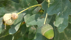 Quercus pyrenaica