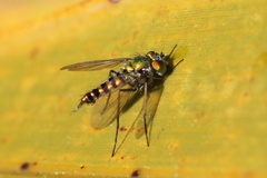 Condylostylus graenicheri