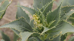 Stillingia spinulosa