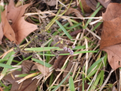 Conoclinium coelestinum