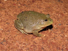 Ranoidea platycephala