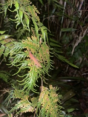 Desmoptera truncatipennis