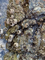 Semibalanus cariosus