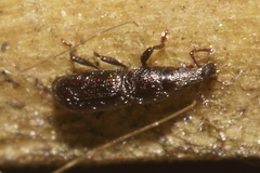 Sericotrogus subaenescens