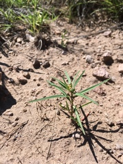 Euphorbia exstipulata