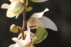 Asimina reticulata