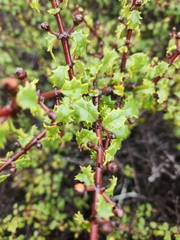 Ceanothus foliosus