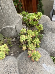 Sedum pachyphyllum