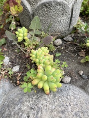 Sedum pachyphyllum