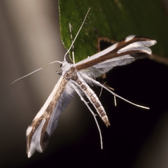 Pterophorus furcatalis