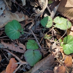 Geum canadense texanum