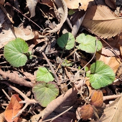 Geum canadense texanum