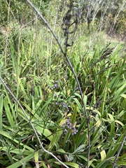 Gentianella quinquefolia