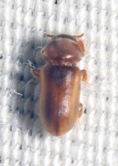 Tropicus pusillus