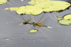 Hydrobasileus brevistylus