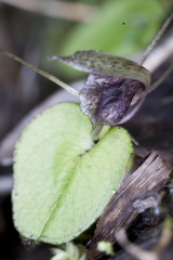 Corybas hatchii