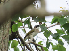 Pycnonotus sinensis formosae