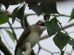 Pycnonotus sinensis formosae