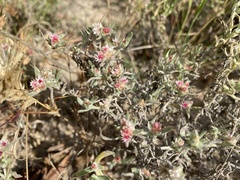 Helichrysum candolleanum