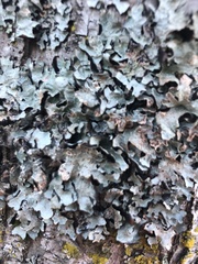 Hypotrachyna sinuosa