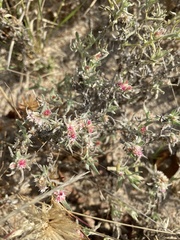Helichrysum candolleanum
