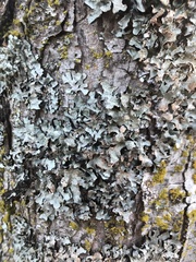 Hypotrachyna sinuosa