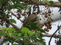 Pycnonotus sinensis formosae