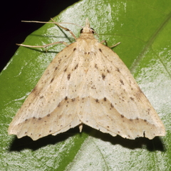 Ischalis variabilis