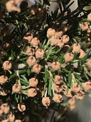 Erica lusitanica
