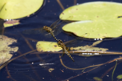 Hydrobasileus brevistylus