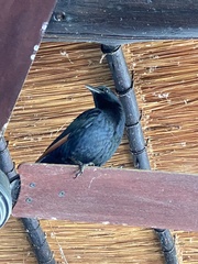 Onychognathus morio morio