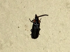 Polemius denticornis