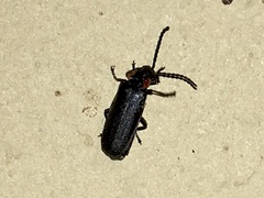 Polemius denticornis