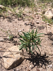 Euphorbia exstipulata