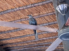 Onychognathus morio morio