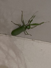 Photiomantis
