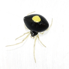 Theridula